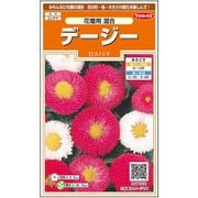 デージー 花壇用混合 1袋