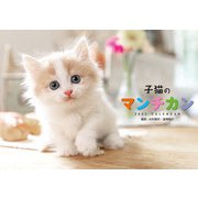 CL-382 [2022年カレンダー 子猫のマンチカン]