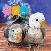 CL-387 [2022年カレンダー ふわふわインコ]