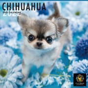 CL-1207 [2022年カレンダー PICT WAN チワワ]