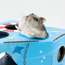 ハムちゃん ヨドバシ.com - ドギーマンハヤシ ドギーマン ハムちゃんのうみ