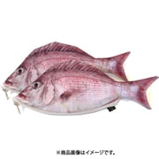 リアル魚型ポーチ＆ペンケース マダイ