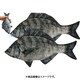 リアル魚型ポーチ＆ペンケース クロダイ