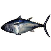 リアル魚クッション マグロ