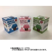 マジックカクタス ピンク