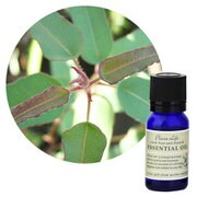 フレーバーライフエッセンシャルオイル ユーカリ・シトリオドラ 10mL