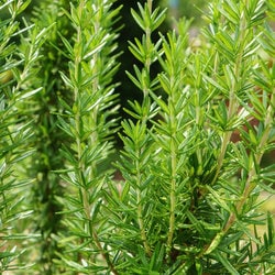 ヨドバシ.com - フレーバーライフ Flavor Life フレーバーライフ