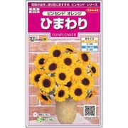 ひまわりビンセント オレンジ 1袋