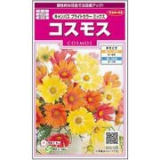 コスモス キャンパスブライトカラーミックス 1袋
