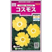 コスモスイエローキャンパス 1袋