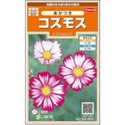 コスモス あかつき 1袋