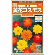 黄花コスモス 混合 約58粒