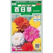 百日草 ダリア咲き混合 約35粒