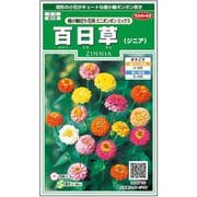 百日草 極小輪切花用ミニポンポンミックス 1袋