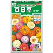 百日草 小輪切り花用サンボウミックス 約29粒