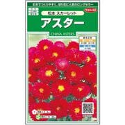 アスター 松本スカーレット 1袋