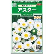アスター 松本ホワイト 1袋