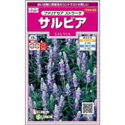 サルビア ファリナセアストラータ 約91粒