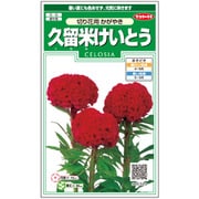 久留米けいとう かがやき 1袋
