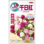 千日紅ネオンミックス 1袋