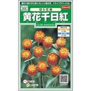 黄花千日紅切り花用 1袋