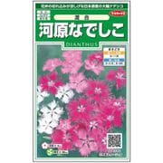 河原なでしこ 混合 約215粒
