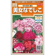 美女なでしこ切り花用混合 1袋