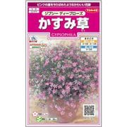 かすみ草 ジプシーディープローズ 1袋