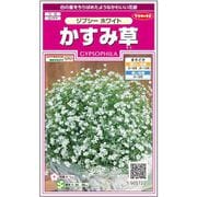かすみ草 ジプシーホワイト 1袋