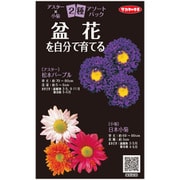盆花を自分で育てる アスター×小菊 1袋