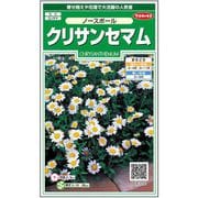 クリサンセマムノースポール 1袋