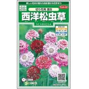 西洋松虫草切り花用混合 1袋