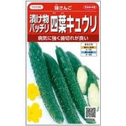 漬け物バッチリ四葉キュウリ 味さんご 1袋