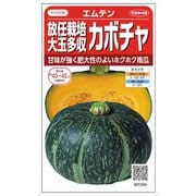 放任栽培大玉多収カボチャ エムテン 約8粒