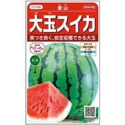 スイカ 金山 約10粒