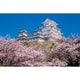 10-1411 千の桜と姫路城（兵庫） [ジグソーパズル 1000ピース]