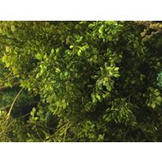 JF191-7 ディティールアップパーツ 緑色系三色着色済み葉と枝セット [プラモデル用パーツ]