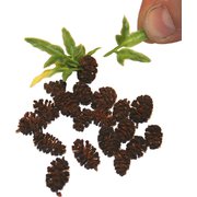 JF901 ディティールアップパーツ ソテツ系ヤシ用幹セット （スケールフリー） [プラモデル用パーツ]