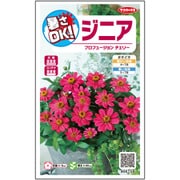 暑さOK！ジニア プロフュージョンチェリー 1袋