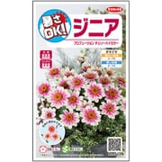 暑さOK ジニア プロフュージョン チェリーバイカラー 約10粒