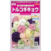 トルコ桔梗 ボヤージュミックス 1袋