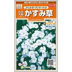 白花大輪かすみ草コベントガーデンマーケット 1袋