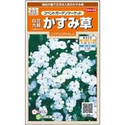 白花大輪かすみ草コベントガーデンマーケット 1袋