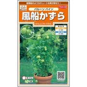 風船かずらバルーンバイン 約11粒