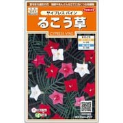 るこう草サイプレスバイン 1袋