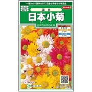 日本小菊 混合 1袋