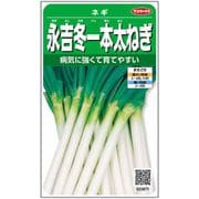 永吉冬一本太ねぎ 1袋