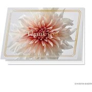 日比谷花壇のグリーティングカード Thank you ダリア N7755