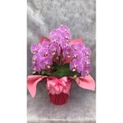 中大輪 点花ピンク3本立ち（ラッピング有） [胡蝶蘭]