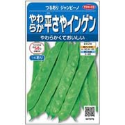 やわらか平さやインゲン つるありジャンビーノ 約25粒